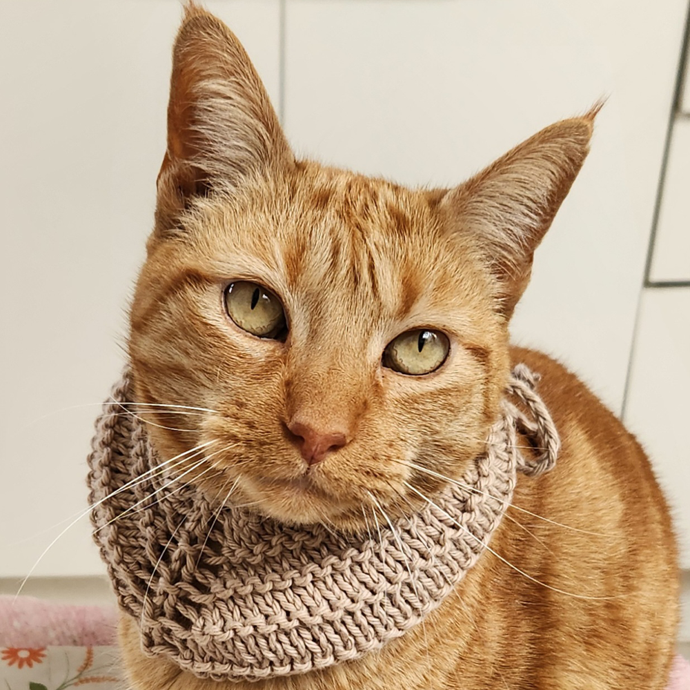 Bandana Amigo Fiel